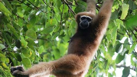 Hollongapar Gibbon Wildlife Sanctuary, jorhat, India - Top Attractions ...