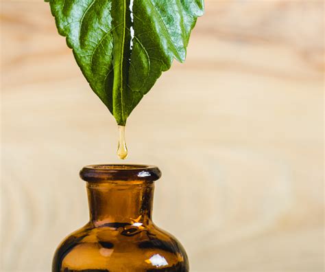 Piercings and Tea Tree Oil Don't Mix