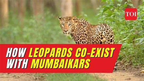 World Environment Day 2023: How leopards in Mumbai have learned to co ...