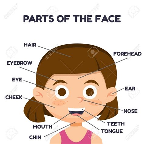 Face Diagram With Names at Martha Chouinard blog