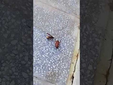 Image result for Gecko vs Cockroach