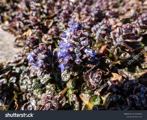 Bugle Boy Ground Cover at William Foxworth blog