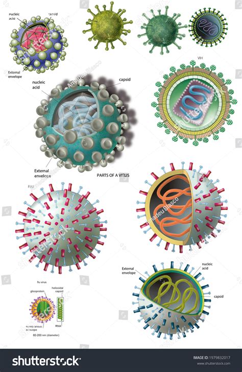 Types Of Viruses