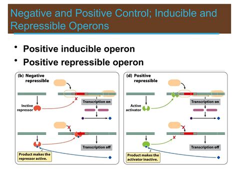 Lac operon, trp operon, Operon, structure and regulation | PPT