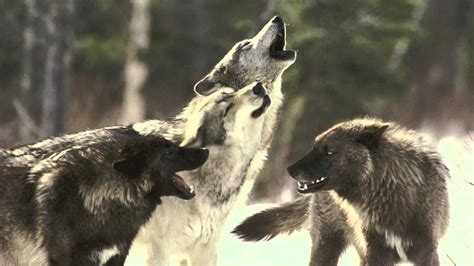 Image result for How Reintroducing Wolves Changed Yellowstone