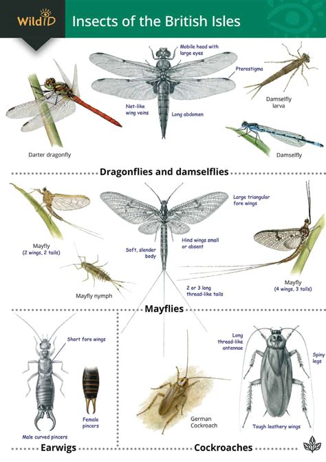 Image result for Flying Bug Identifier