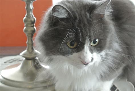 Free Images : whiskers, head, vertebrate, persian, norwegian forest cat ...