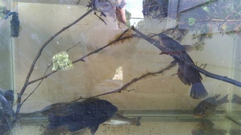 Image result for Native Fish Tank