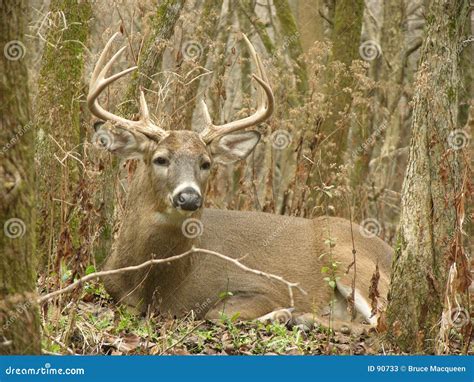 8 Point Buck Bedded stock image. Image of rack, fall, buck - 90733