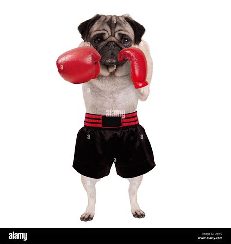 Boxer Dog Boxing 的图像结果