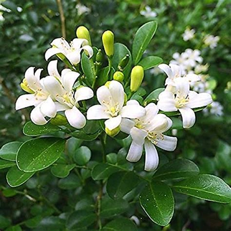 MSK EVER GREEN live Murraya (Madhukamini) Paniculata Plant With Black ...