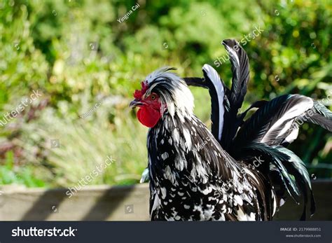 Mottled Houdan Chicken Rare Breed French Stock Photo 2179988851 ...