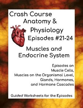 Crash Course Muscles 的图像结果