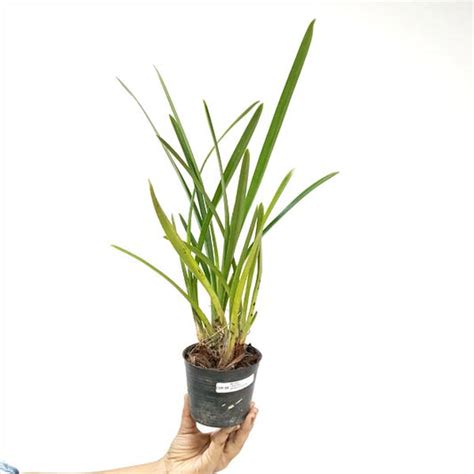 Buy Cymbidium Orchids Online India | Cymbidium Orchid Plants | Orchid ...