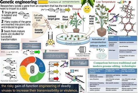 What Is Genetic Modification 的图像结果