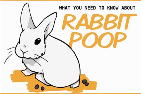 Rabbit Evolution Coin Poop 的图像结果