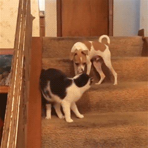 Dog Fondant Tutorial 的图像结果