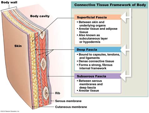 What Is Superficial Fascia And Deep Fascia at Dorothy Boots blog