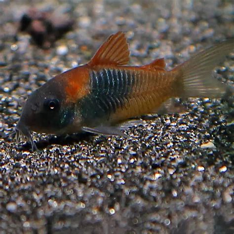 Rare and Exotic Fishes Online | Live Aquarium Fishes for Sale – tagged ...