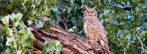 Check out the things you can do this International Day of Forests ...