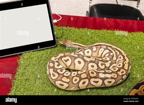 Image result for The Dodo Pet Ball Python