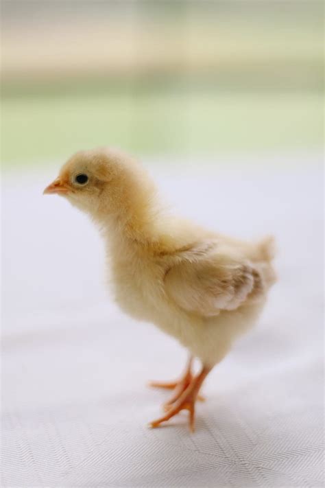 5 Things to Know about 2 Week Old Chicks - The Ginger Home