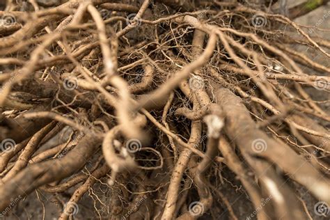 Image result for Hibiscus Root System