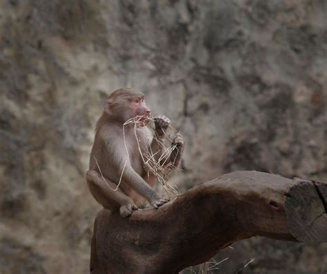 What Do Primates Eat? Diet & Nutrition Guide