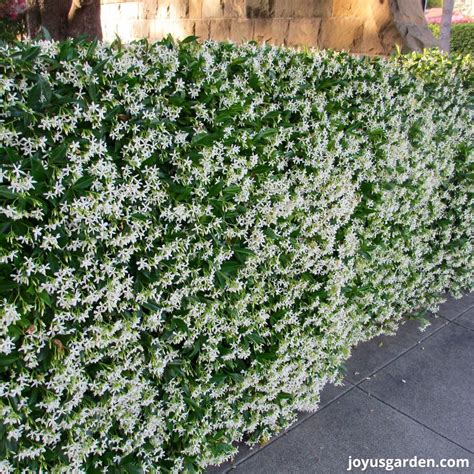 Jasmine Plant On Trellis