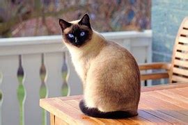 Image result for String Operations in Data Structure