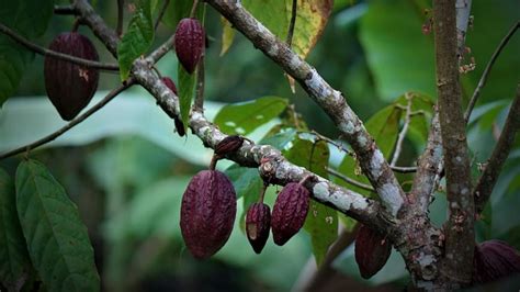 Coca Plant Zaden at Bruce Lohr blog