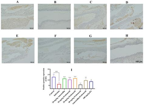 Baicalin, Amoxicillin, and Probenecid Provide Protection in Mice ...