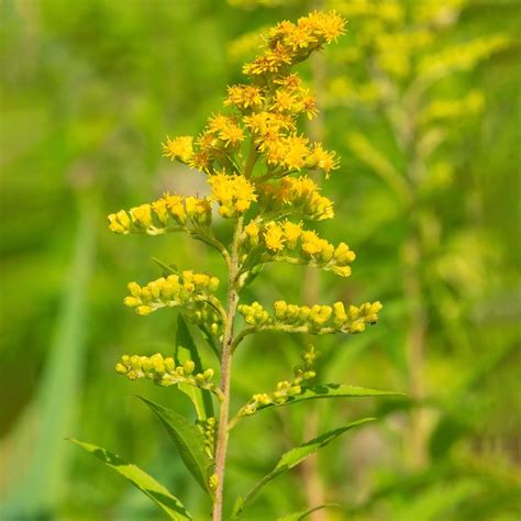 Goldenrod Plant