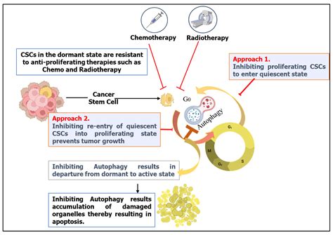 Emerging Role of Autophagy in Governing Cellular Dormancy, Metabolic ...