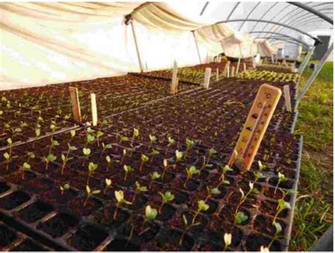 SoLaWi Lawine News vom Gemüse aus dem Sande KW12