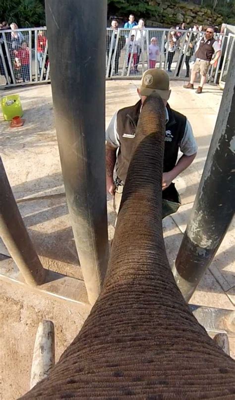 Image result for Elephant GoPro