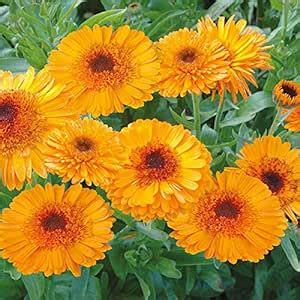 Creative Farmer Flower Seeds : Scottish Marigold (Dwarf) Garden Path (4 ...