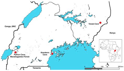Viruses | Special Issue : Viruses and Bats 2019