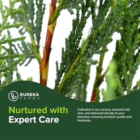 EurekaFarms Leyland Cypress - Fast Growing Evergreen Tree, Ideal India ...