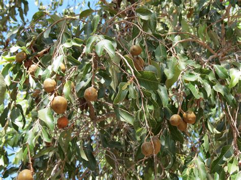 Image result for Food Tree