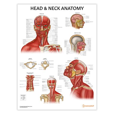 Head And Neck Anatomy
