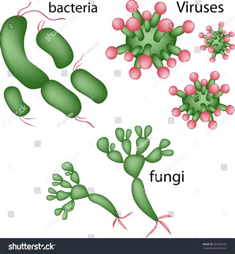 Microorganisms Fungi Facts
