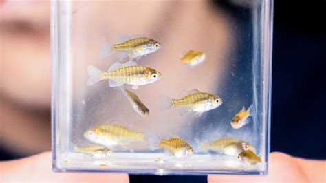 Baby Fish 的图像结果