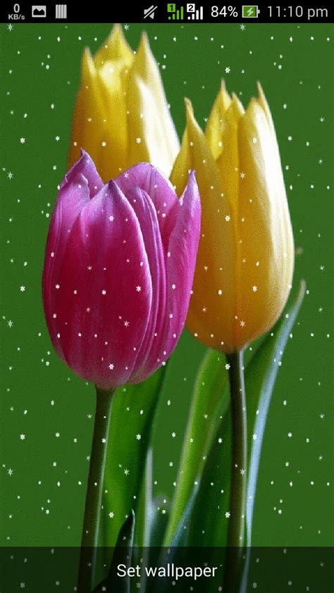 Image result for Tulips Flower Using Python
