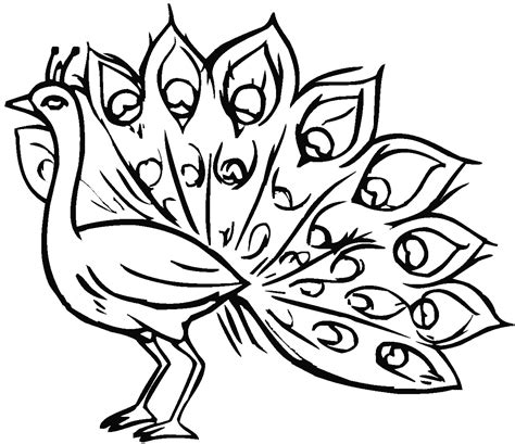 Peacock image to download and color - Peacock Coloring Pages