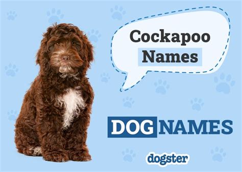 Image result for Cockapoo Dog Names