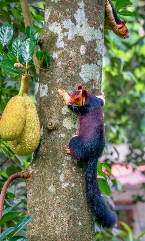 Malabar Giant Squirrel