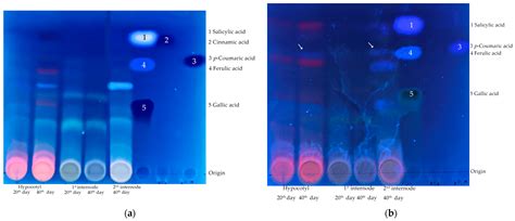Lignification in Zinnia (Zinnia elegans Jacq.) Stem Sections of ...