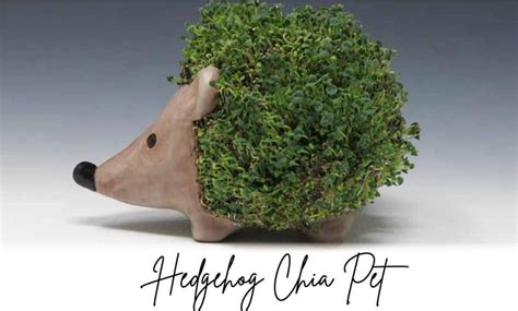 Clay Play- Hedgehog Chia Pet, Blue Beetle Ceramics, Thatcham, 22 August ...