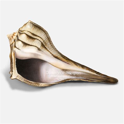 Image result for Shell Anklets